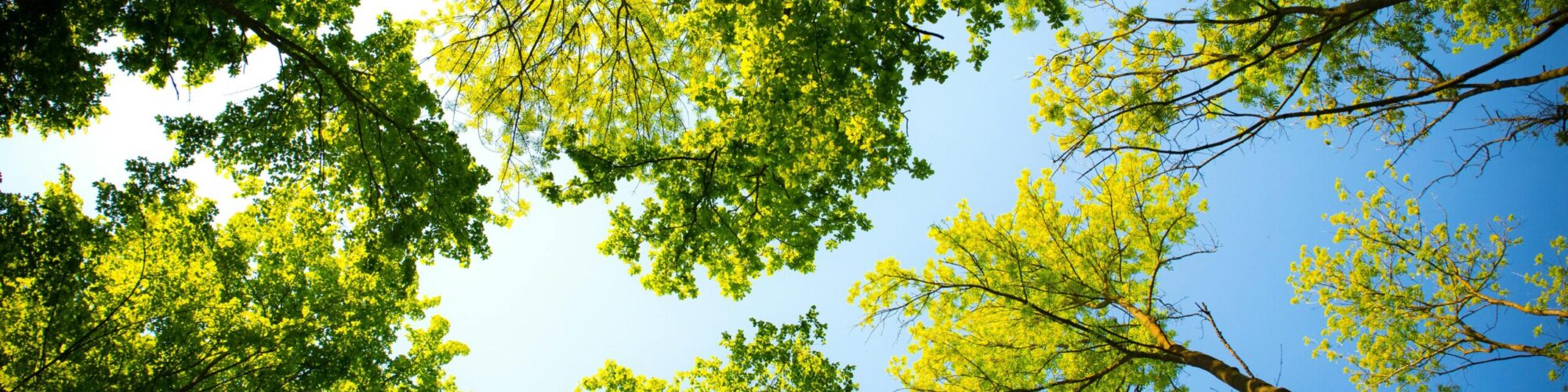 Sustainability Sustainability